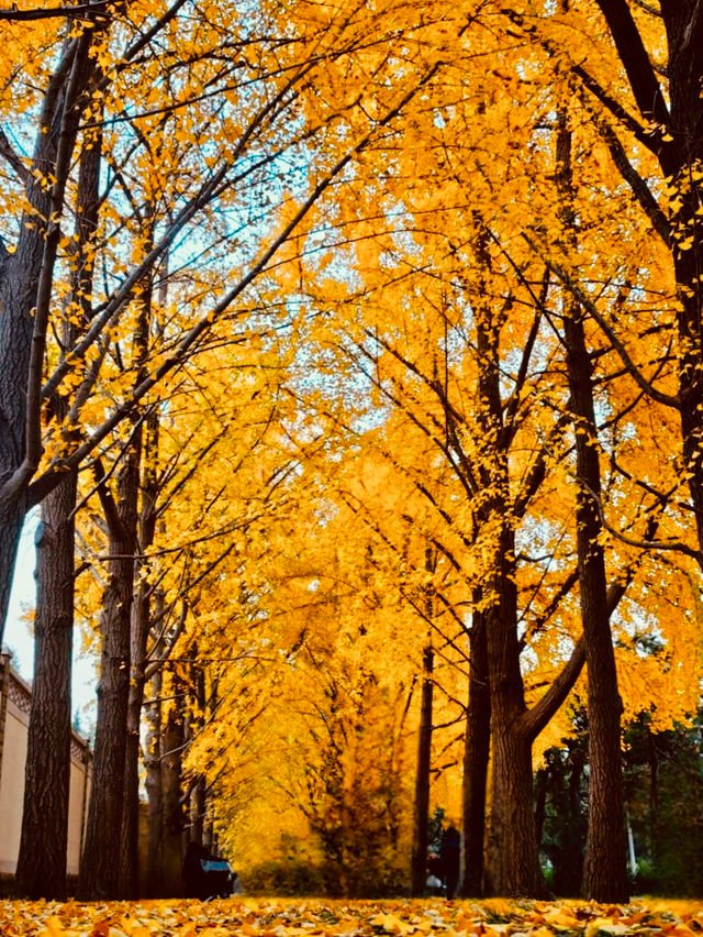 พี่นลิน